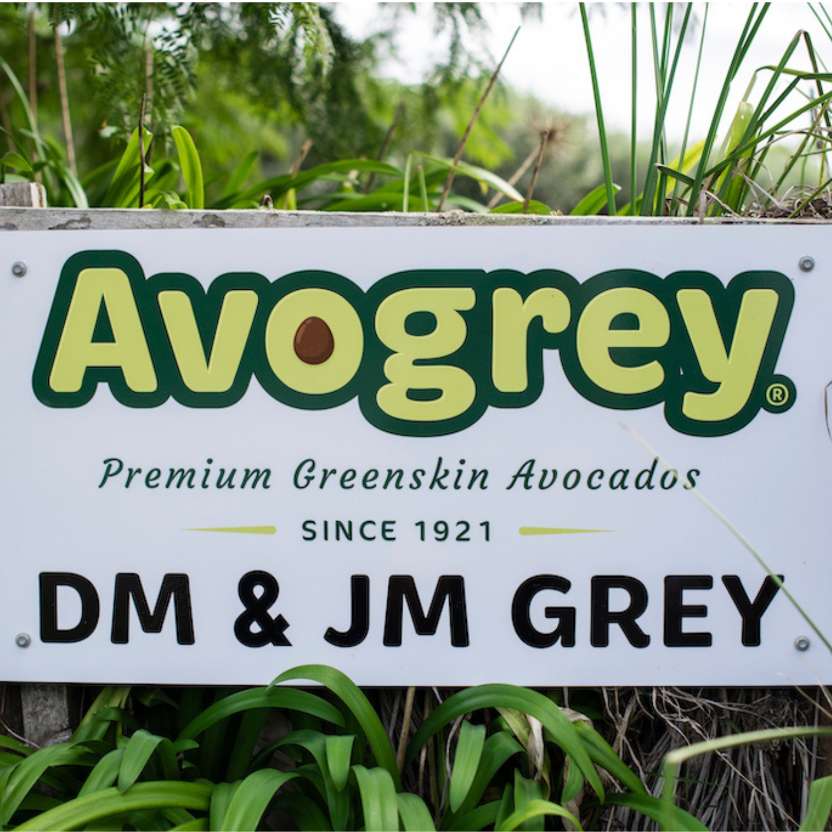 Buy Avocado - Avogrey®  Eclipse Online NZ